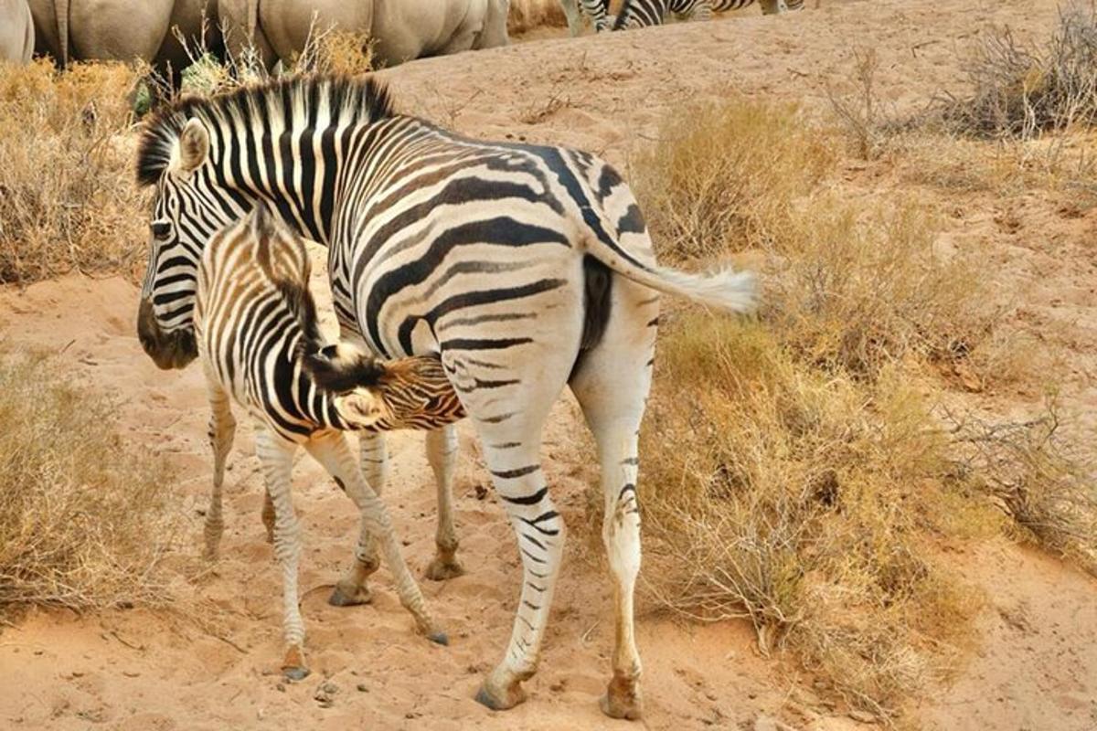 una zebra neonata in piedi accanto a una zebra adulta