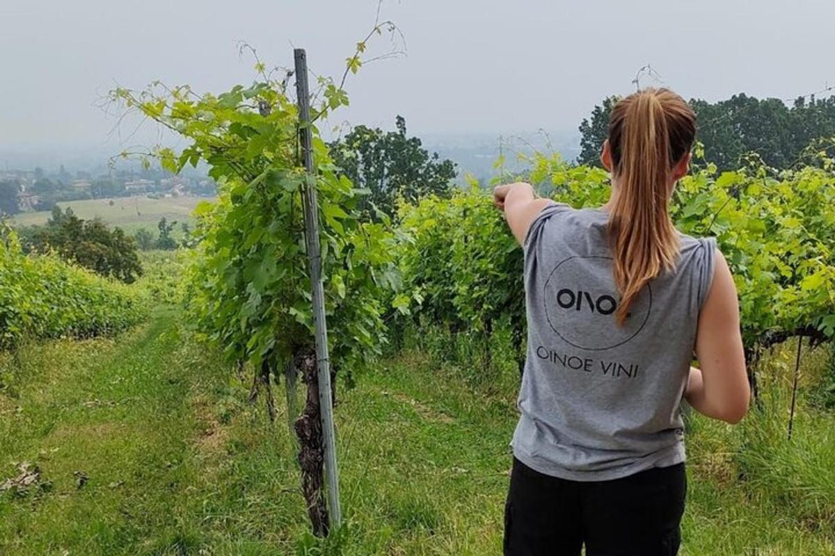 žena stojící před vinicí