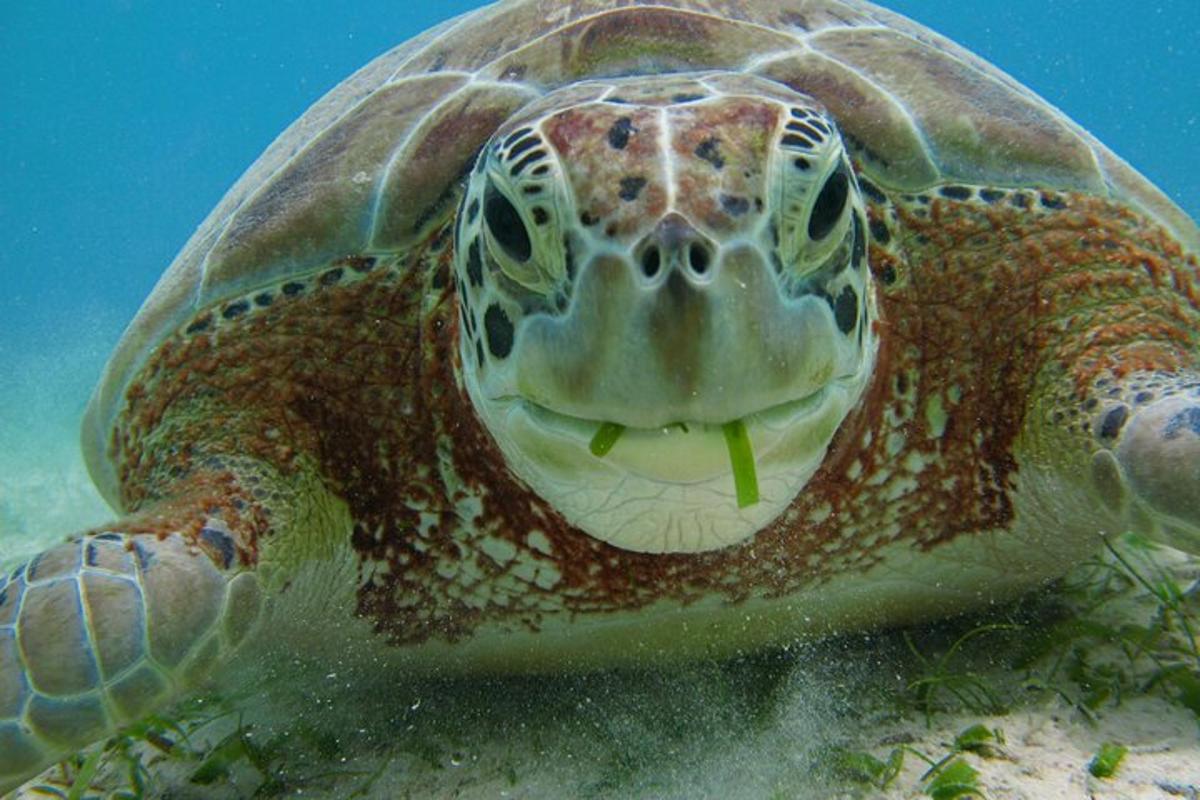 een groene zeeschildpad die in het water zwemt