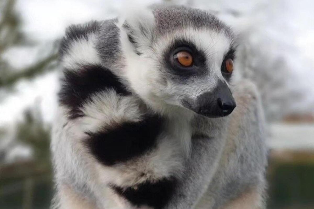 detailný záber na lemura s oranžovými očami
