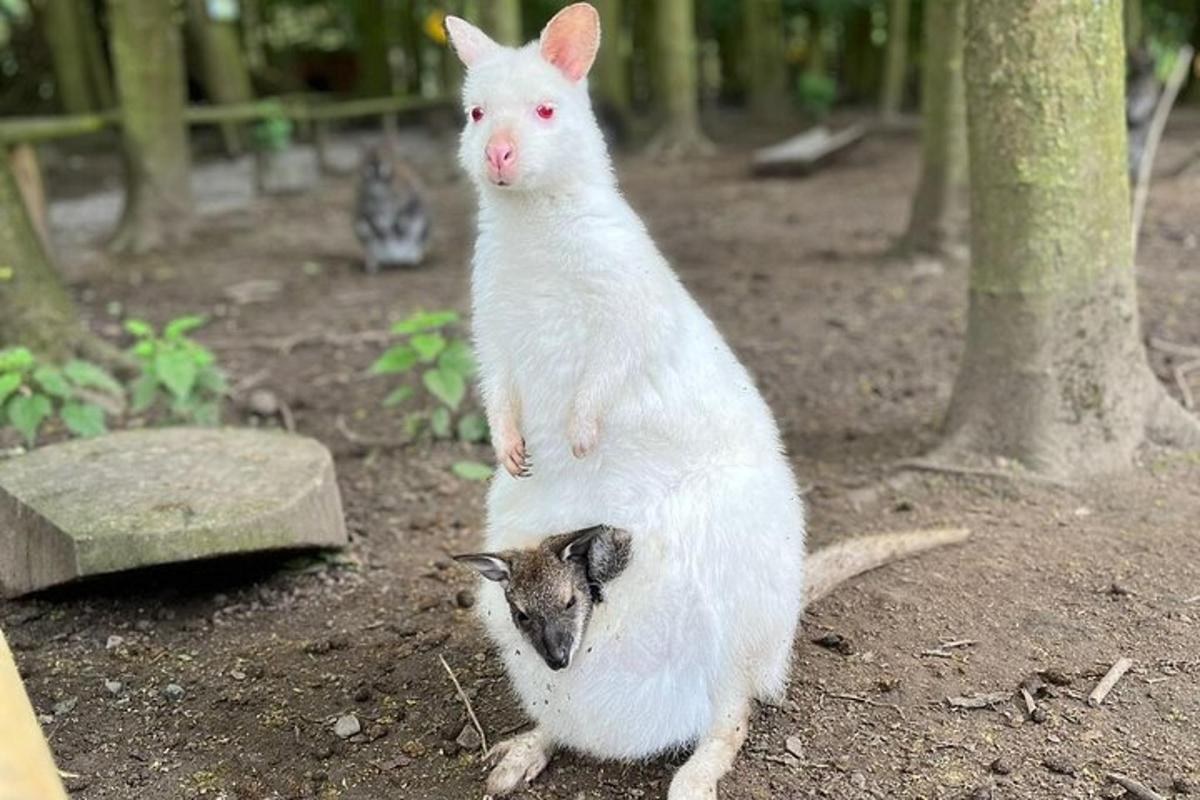 a white cat standing on top of a goat