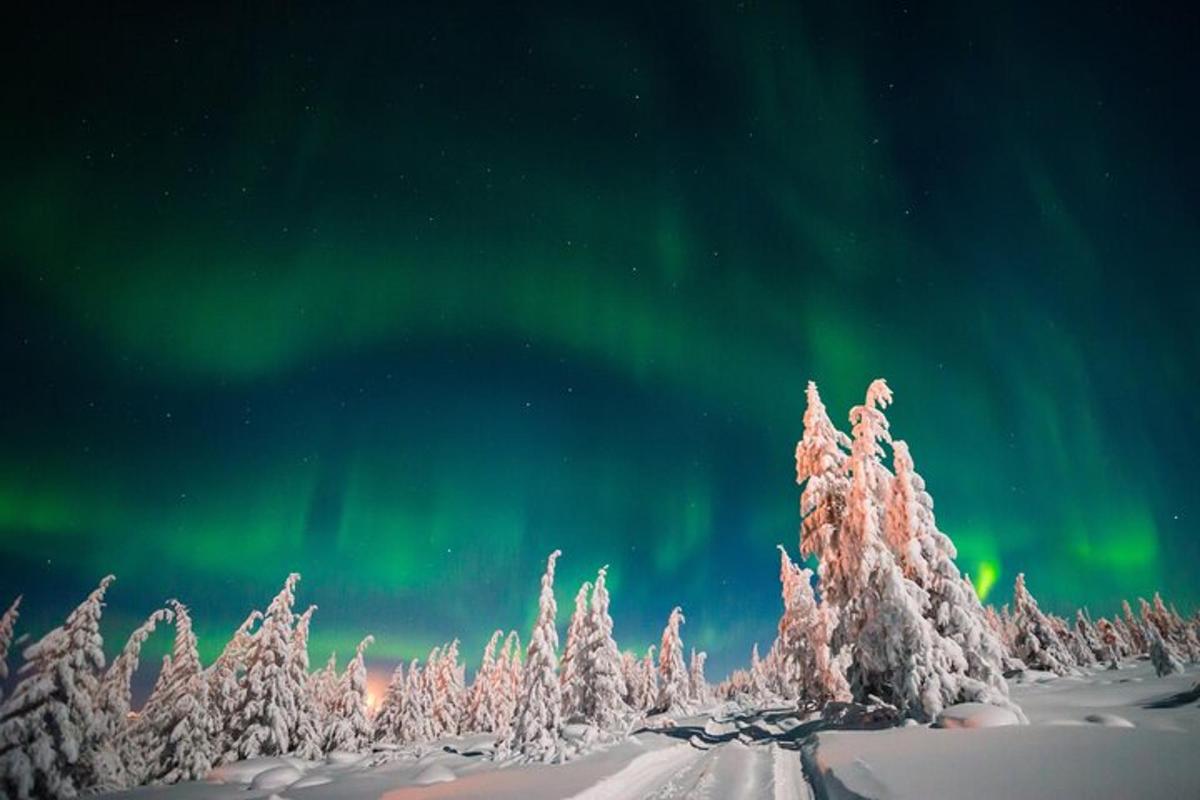 an image of a forest of trees under the aurora
