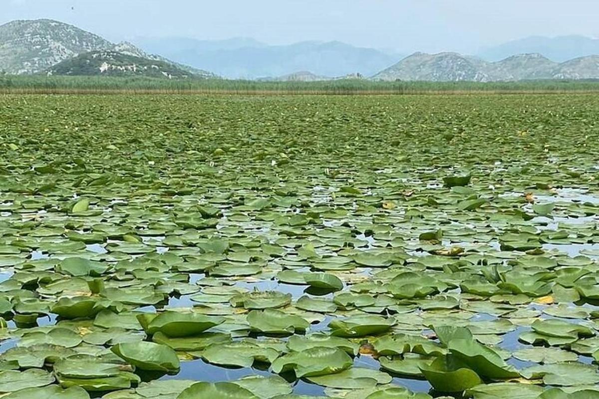 un grande specchio d'acqua con molte ninfee