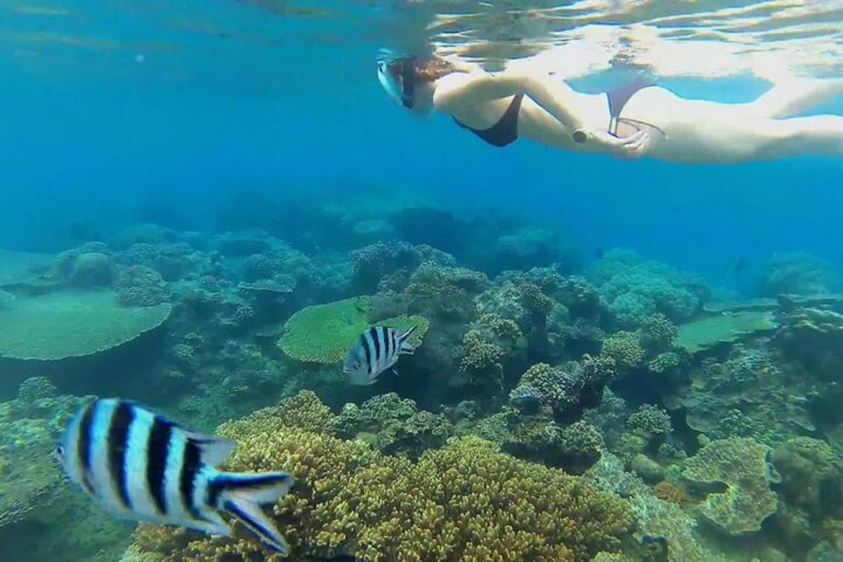 Žena plave v oceánu s rybami