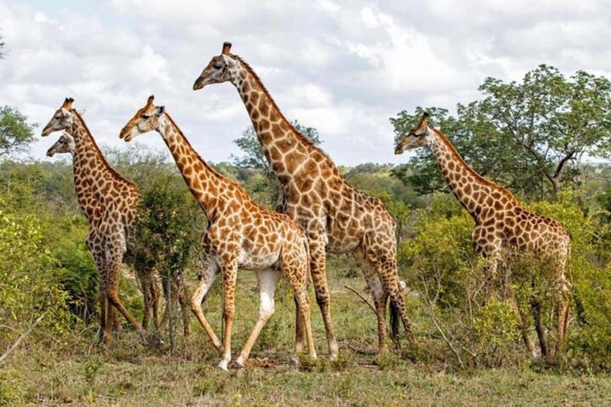 un gruppo di giraffe in piedi in un campo