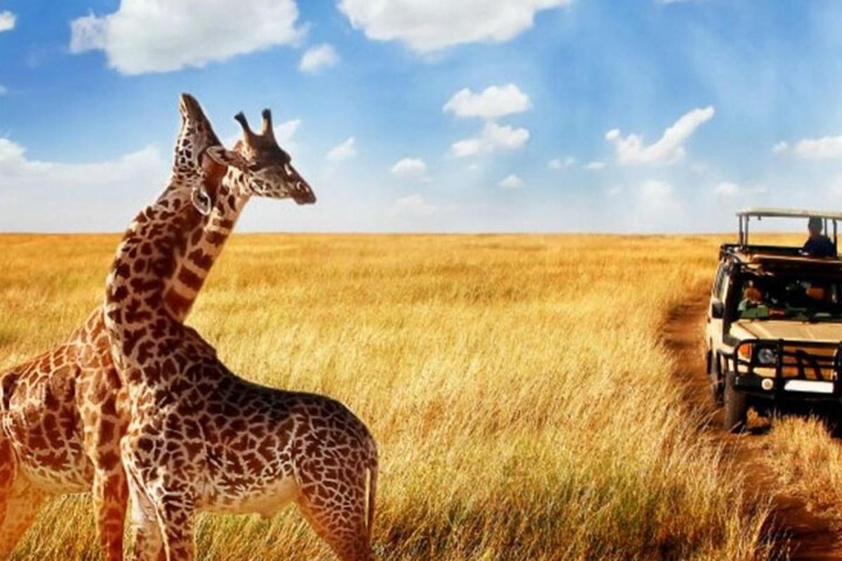 due giraffe in piedi accanto a un veicolo in un campo