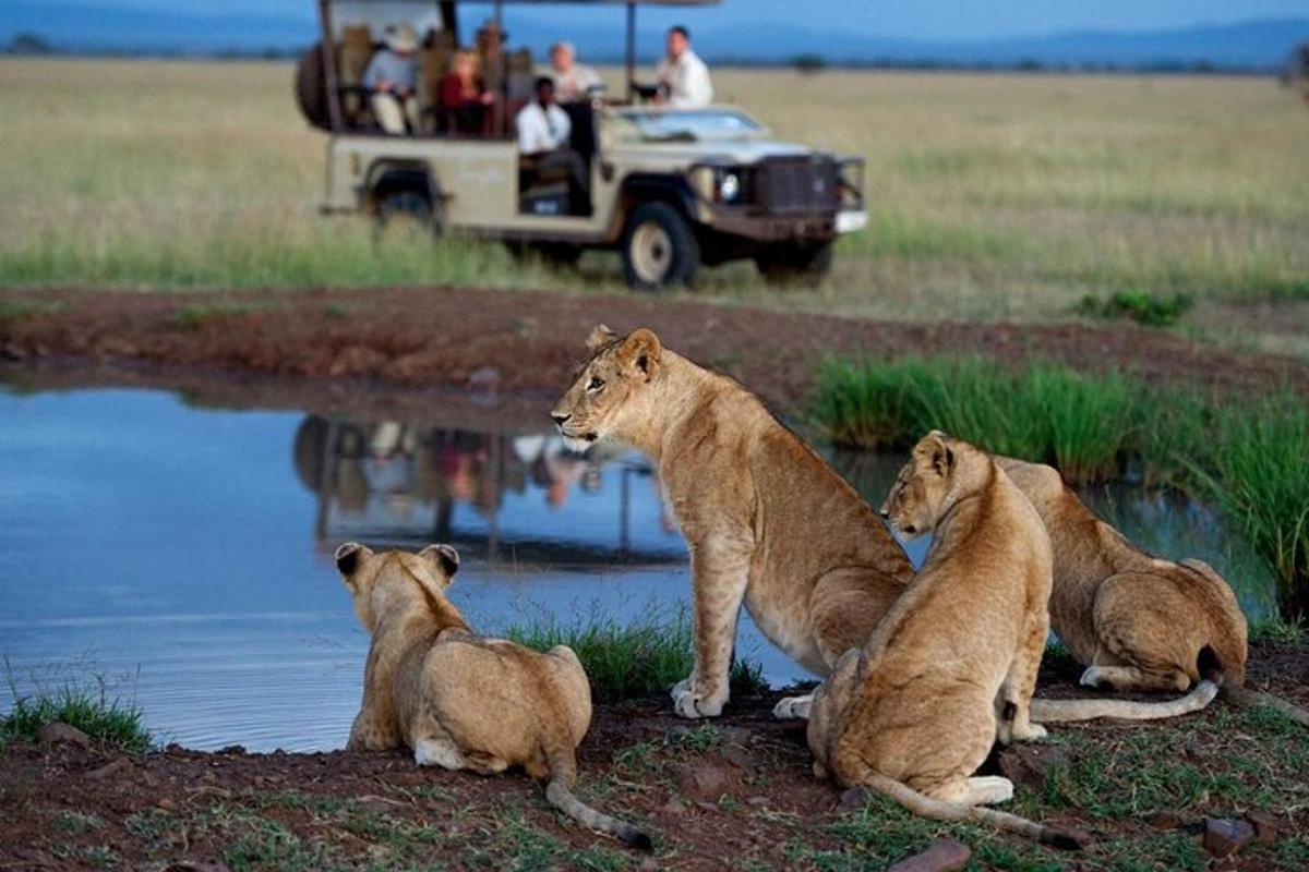 un gruppo di leoni seduti accanto all'acqua con un veicolo