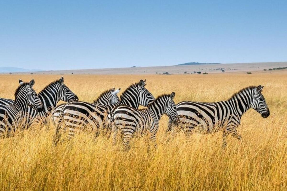 una mandria di zebre in piedi nell'erba alta