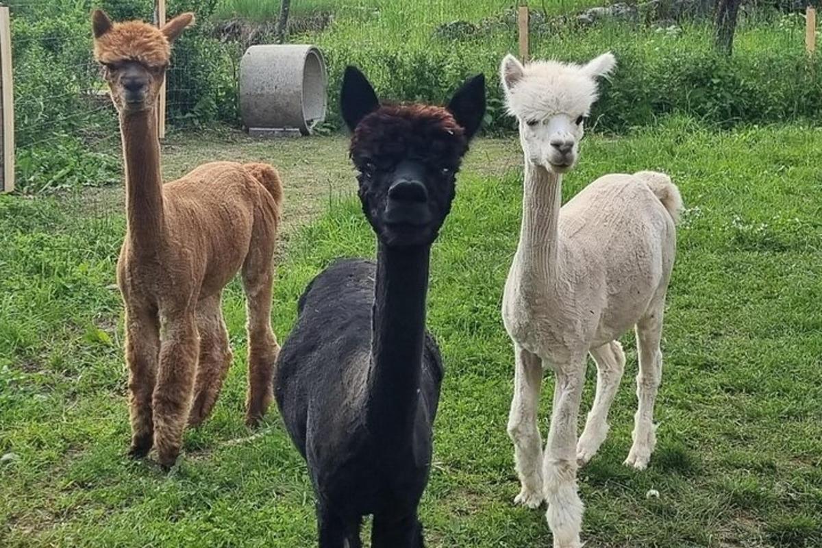 tři lamy stojící na poli vedle