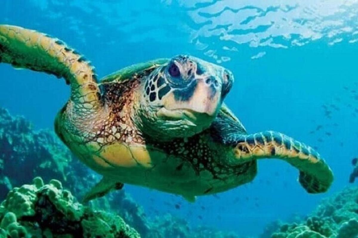 zelená mořská želva plavající v oceánu