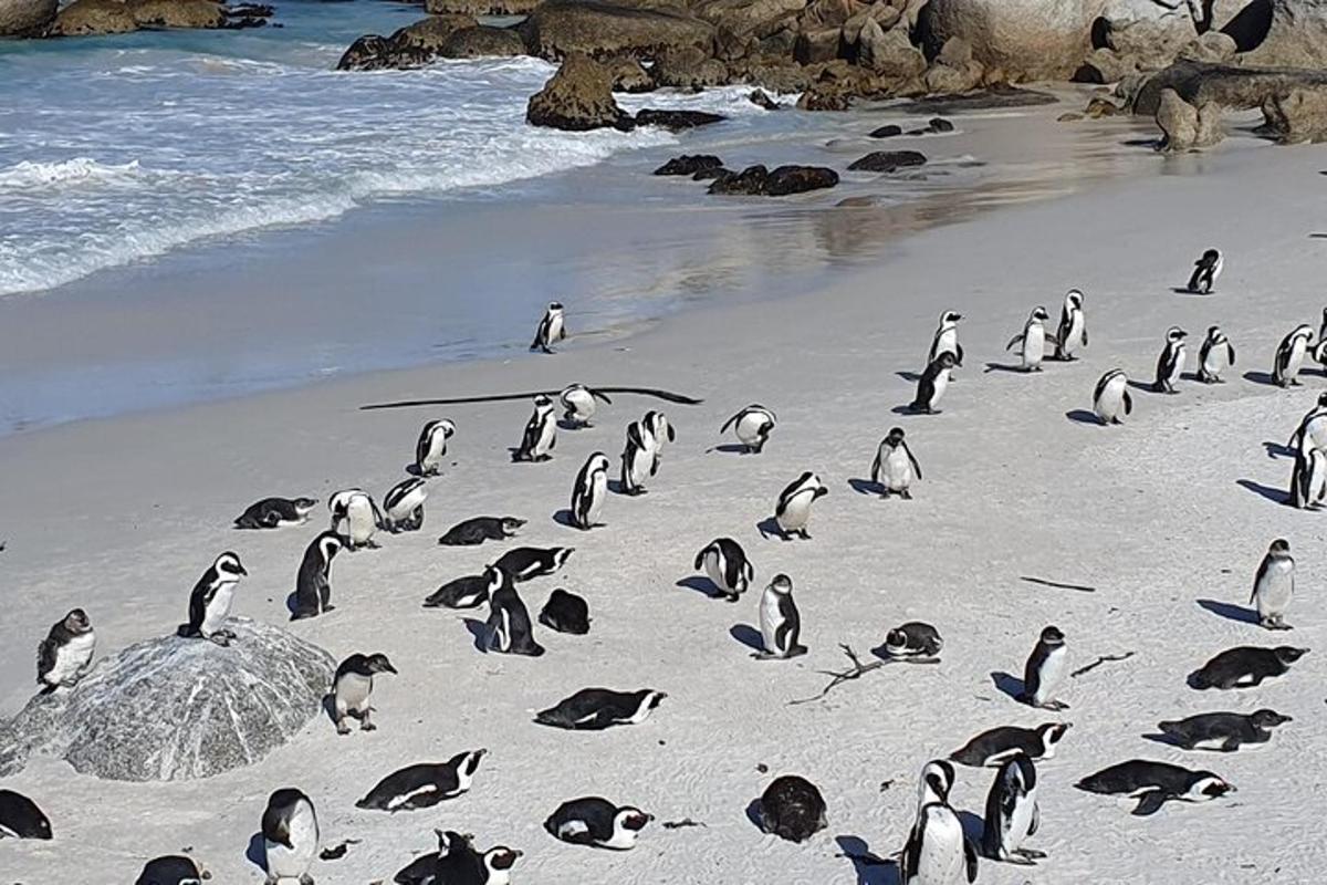 um grupo de pinguins em pé em uma praia