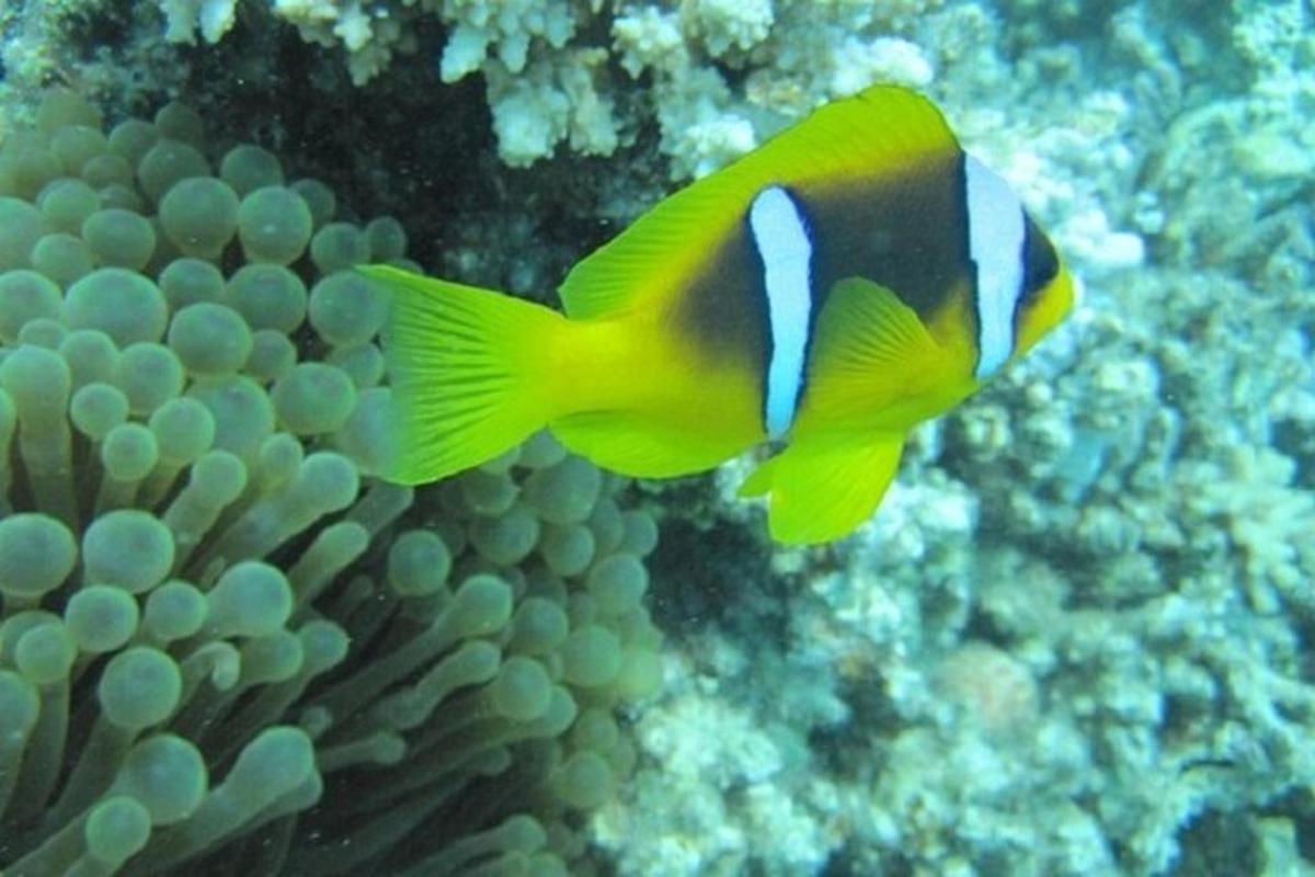 un pesce giallo e bianco in un acquario