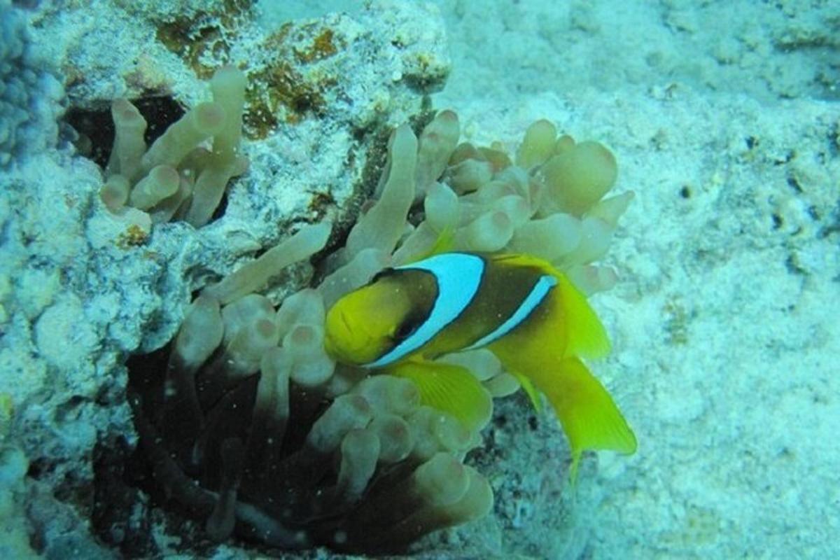 un pesce giallo e blu in una barriera corallina