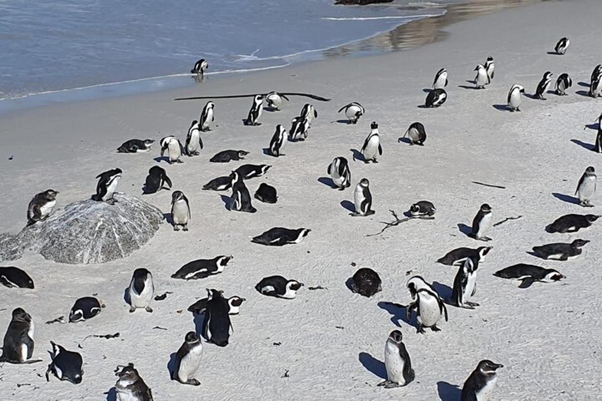 eine Gruppe Pinguine steht an einem Strand