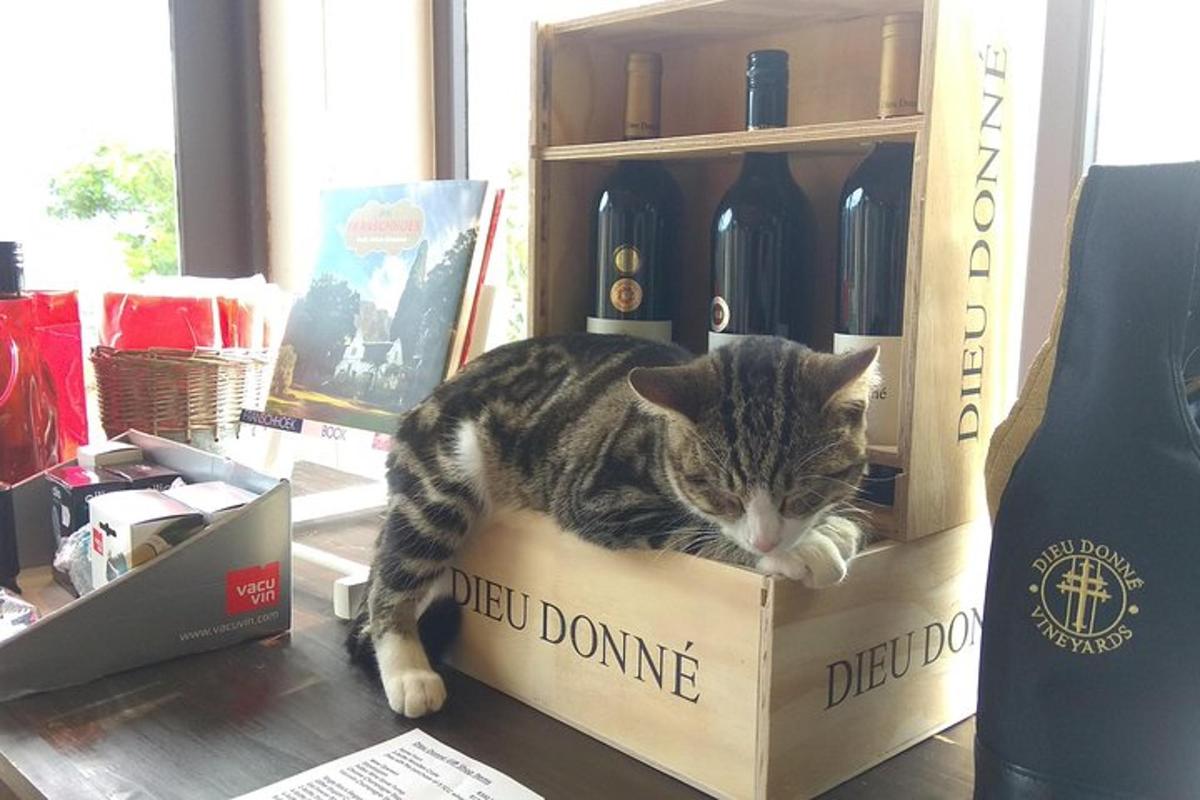 eine Katze, die auf einer Kiste neben einer Flasche Wein liegt