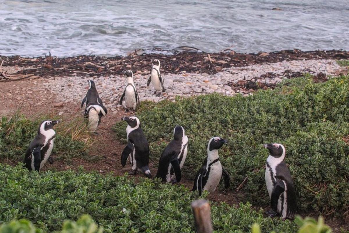 sekumpulan penguin berdiri di pantai