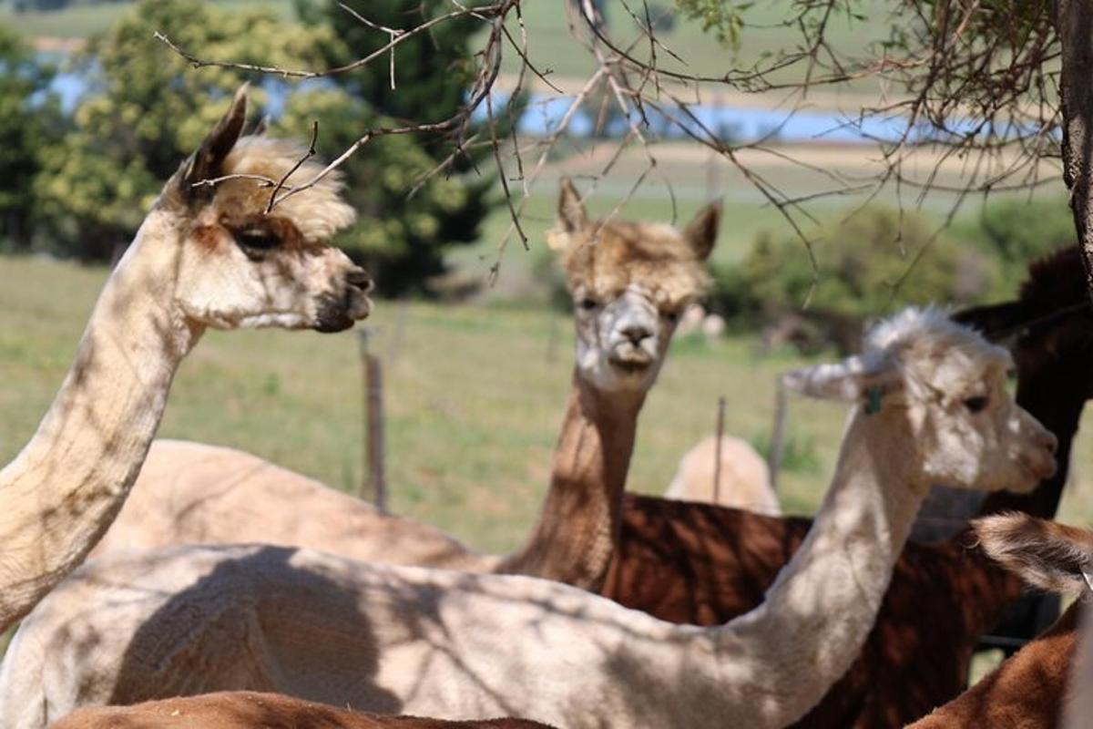 a group of llamas standing in a field