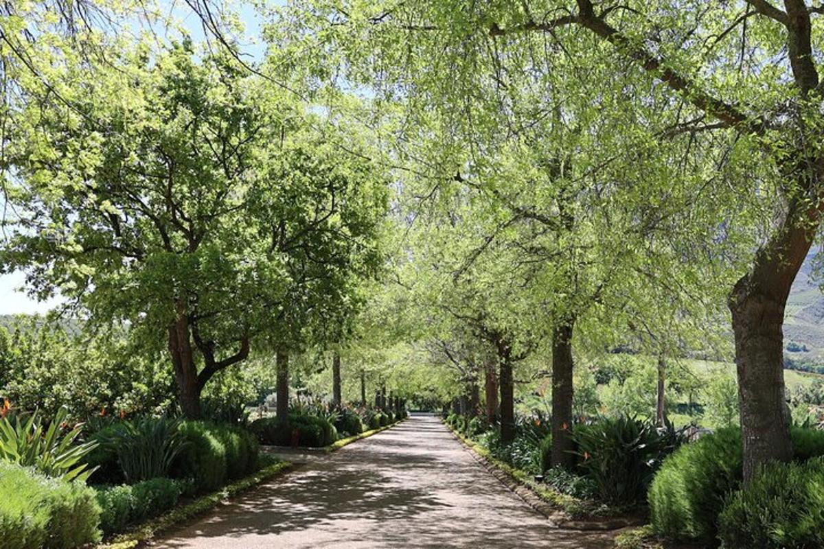 çalılar ve ağaçlarla çevrili ağaçlıklı bir yol
