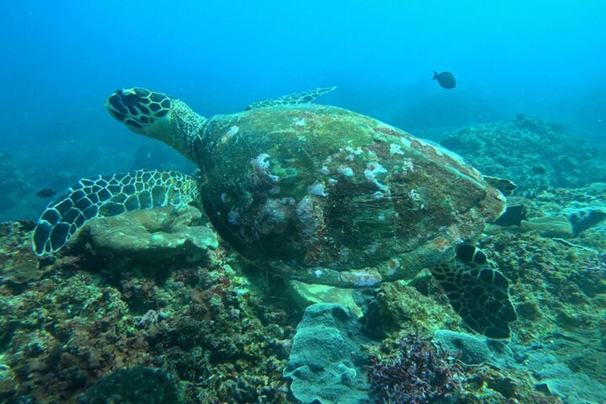 zelená mořská želva plavající v oceánu