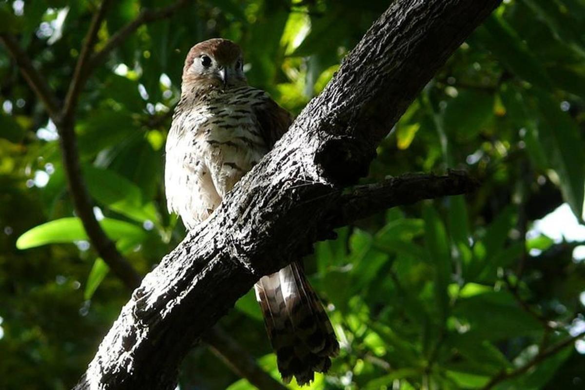 seekor burung sedang duduk di dahan pohon