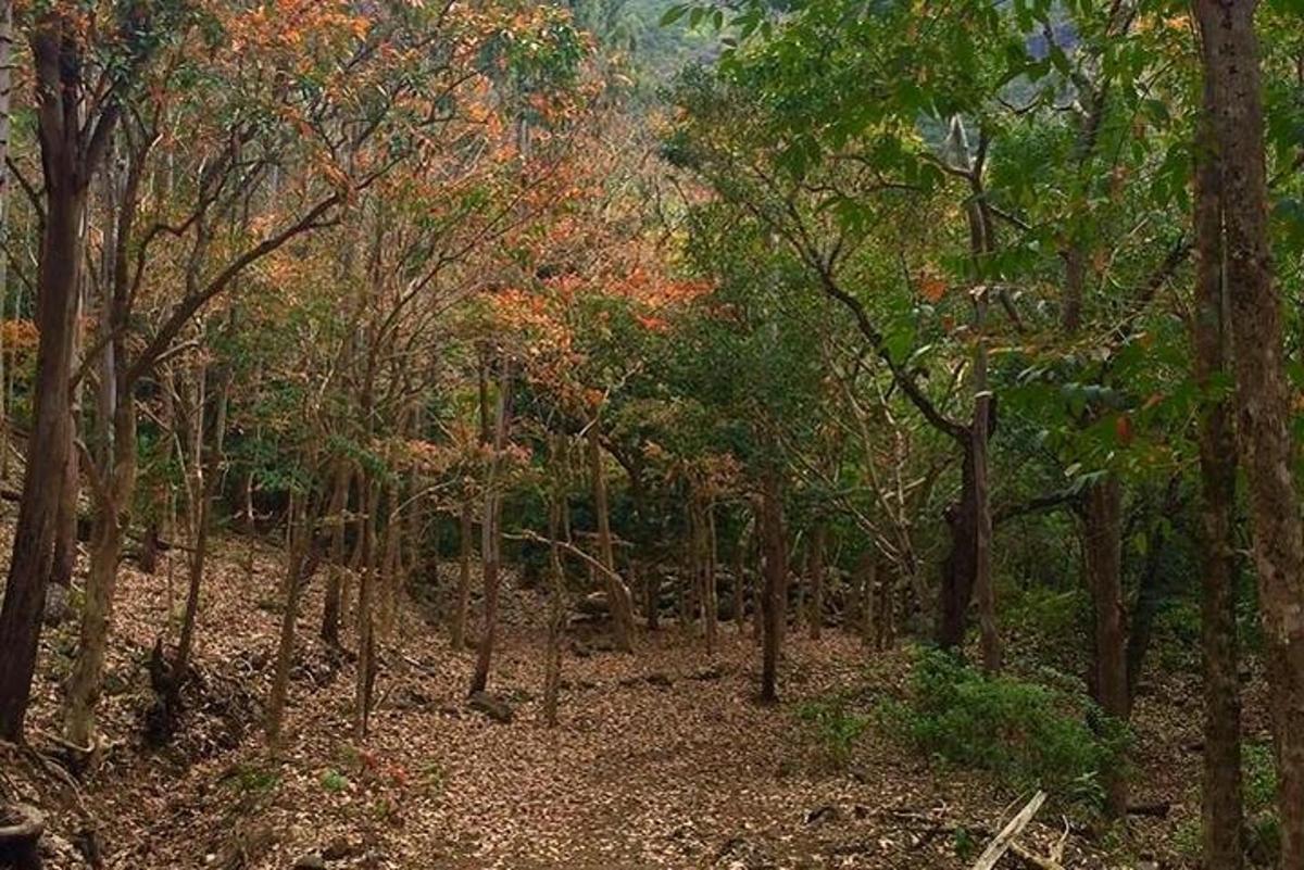 hutan yang dipenuhi banyak pohon dan daun