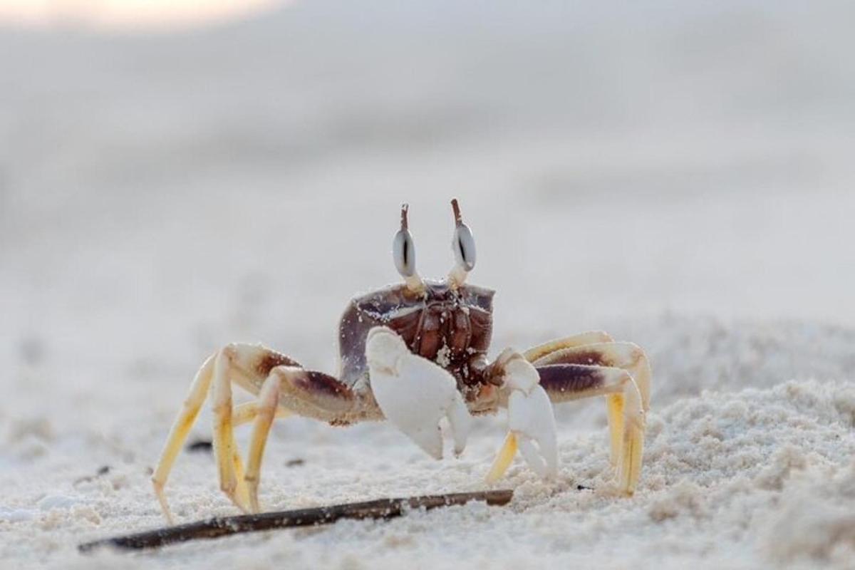 a large crab standing in the sand
