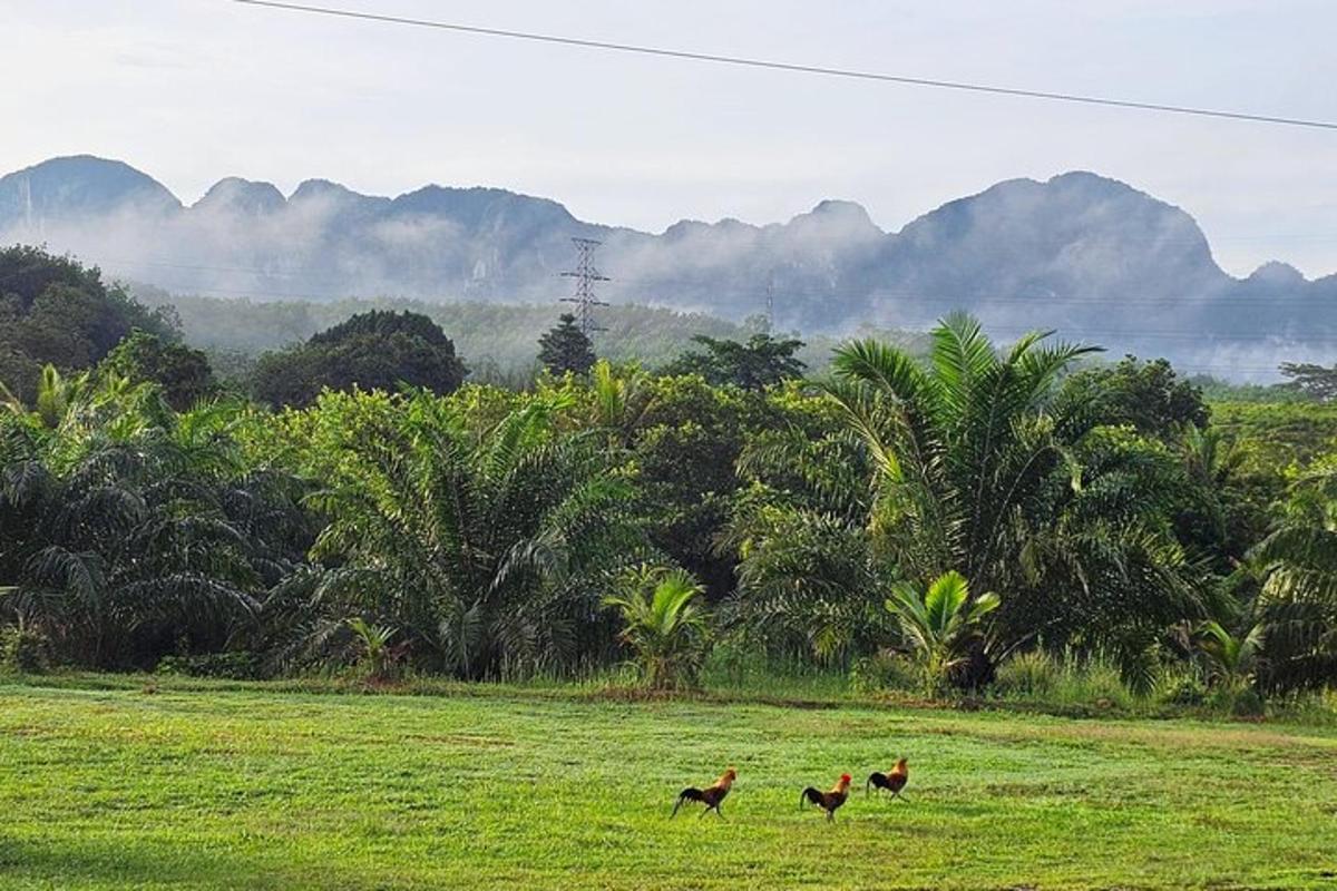 tre galline che camminano in un campo con le montagne sullo sfondo