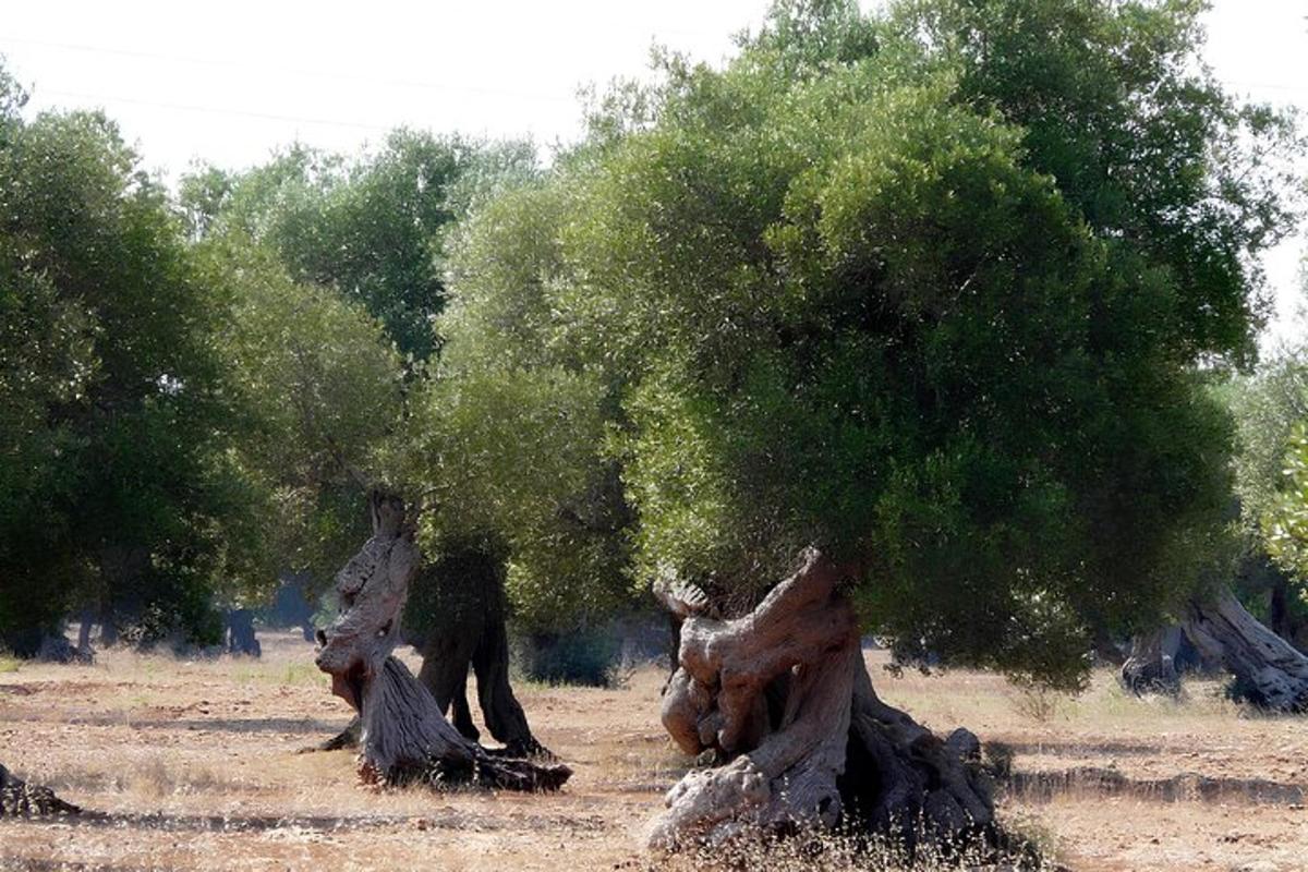 Fotografie atrakce č. 1