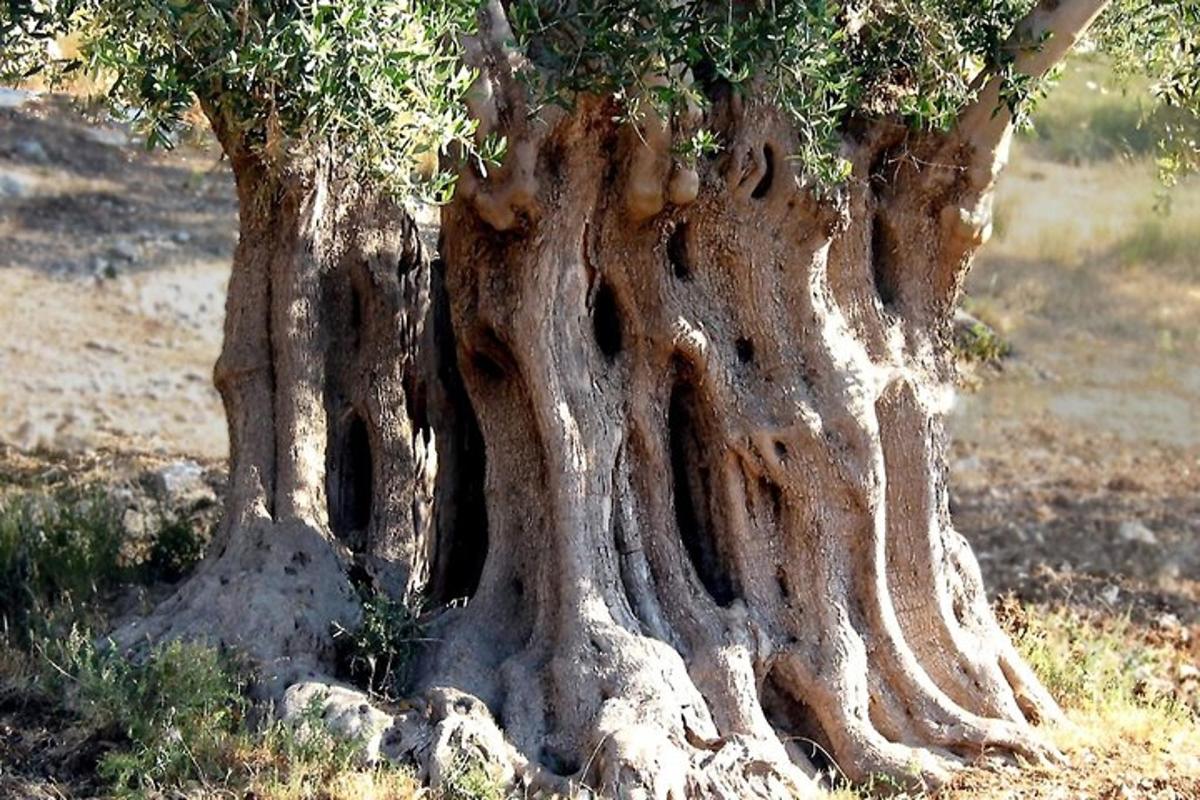 Φωτογραφία αξιοθέατου 2