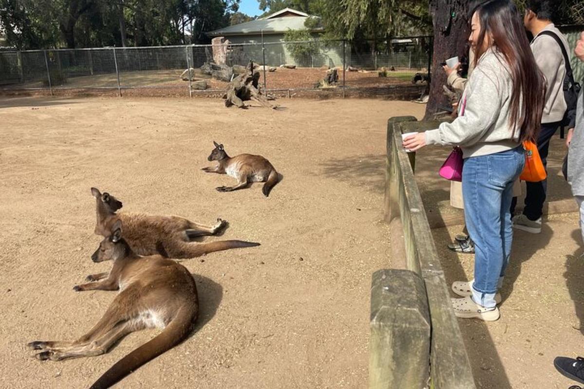 žena se dívá přes plot na klokany v zoo