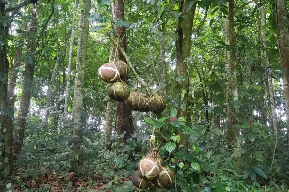 setandan kelapa tergantung pada pokok di dalam hutan