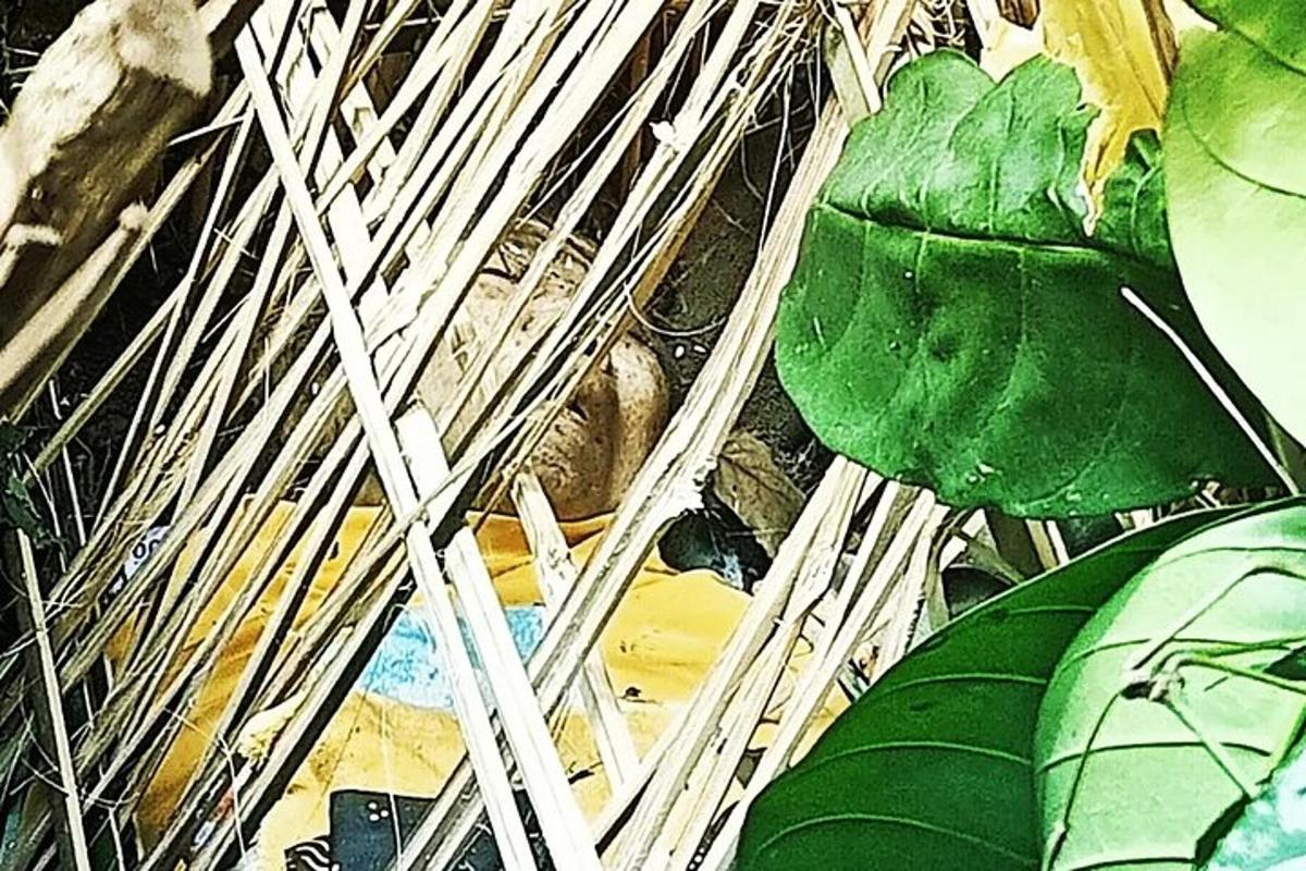 close up tumbuhan hijau dalam bakul