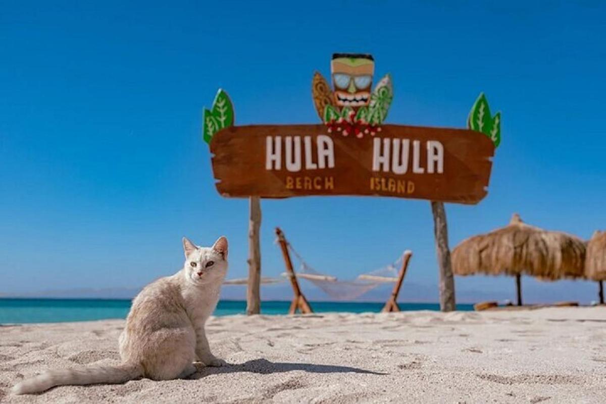 mačka sedi na plaži poleg znaka