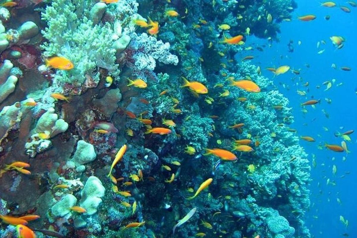 a coral reef with lots of fish on it