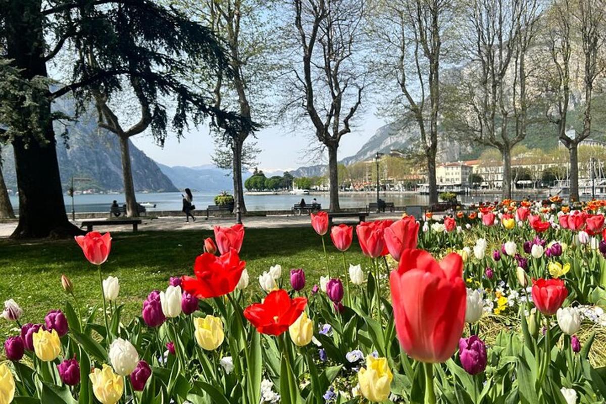 un câmp de lalele roșii și galbene într-un parc