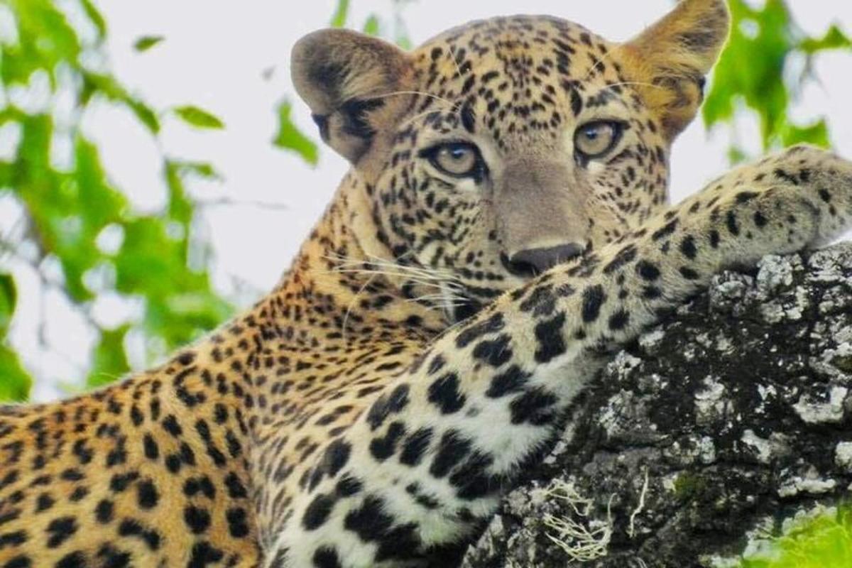 a leopard standing on top of a tree