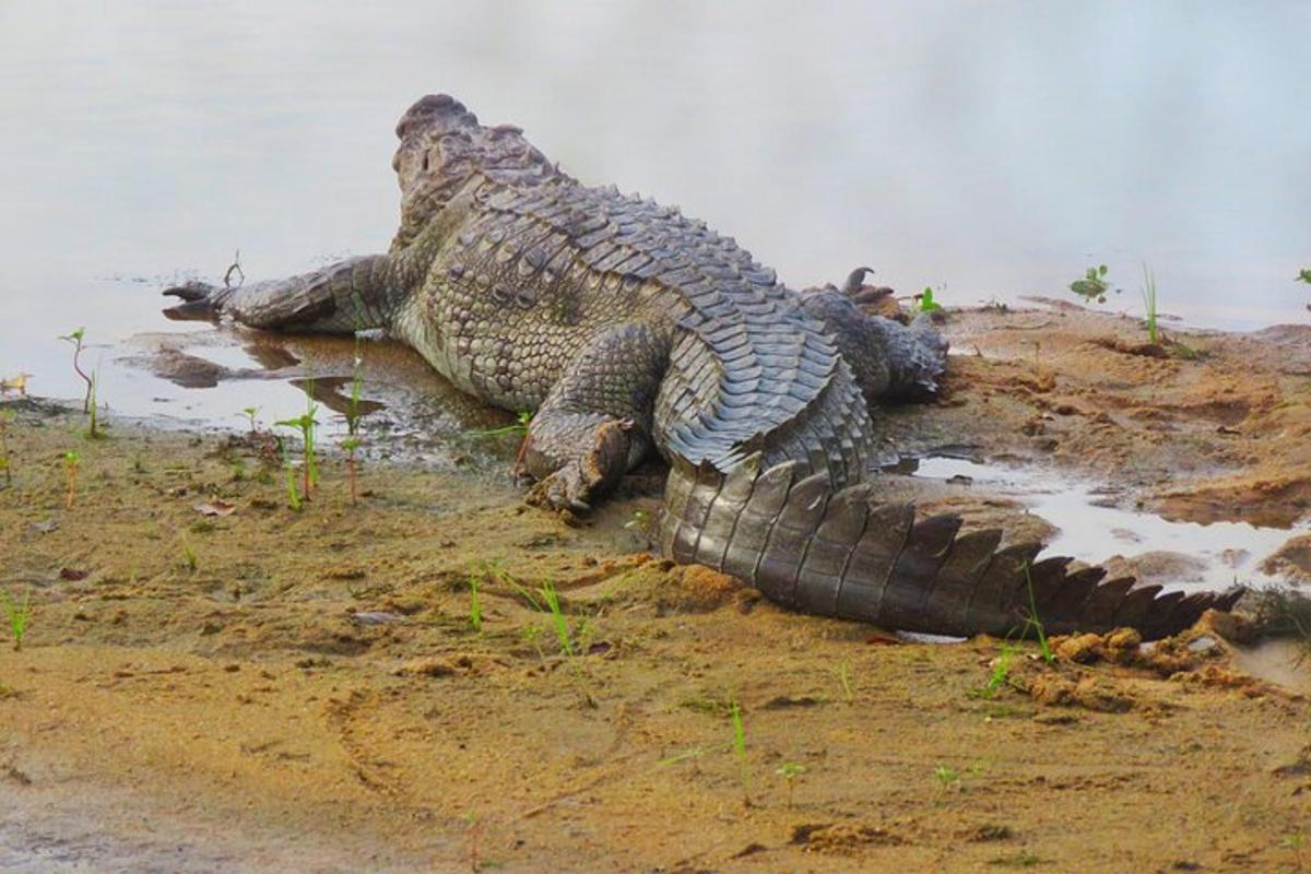 a large crocodile laying on a dirt field
