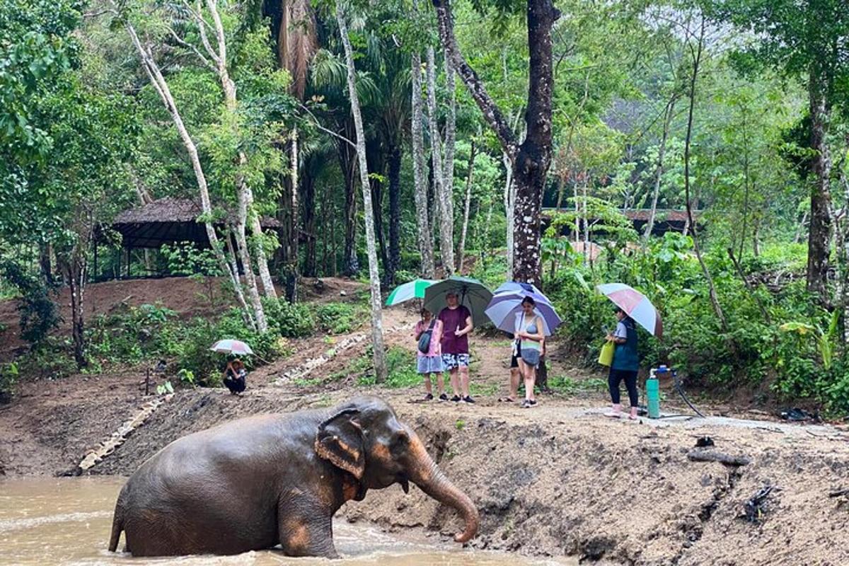 a group of people with umbrellas watching an elephant in the water