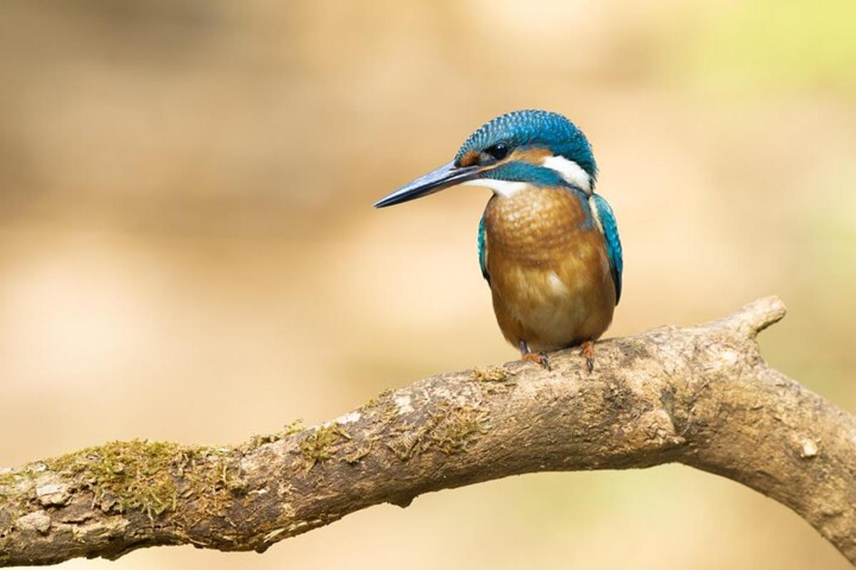 un ocell blau assegut en una branca d'arbre