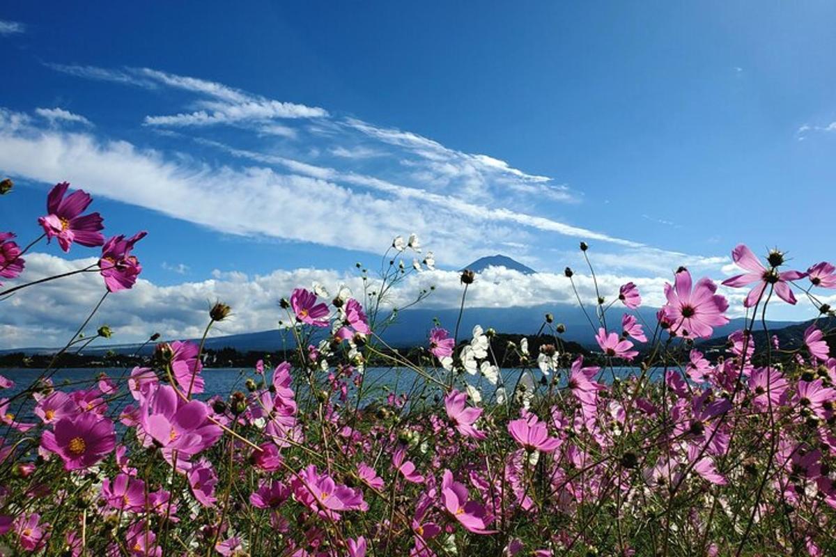 um campo de flores rosas com um céu azul