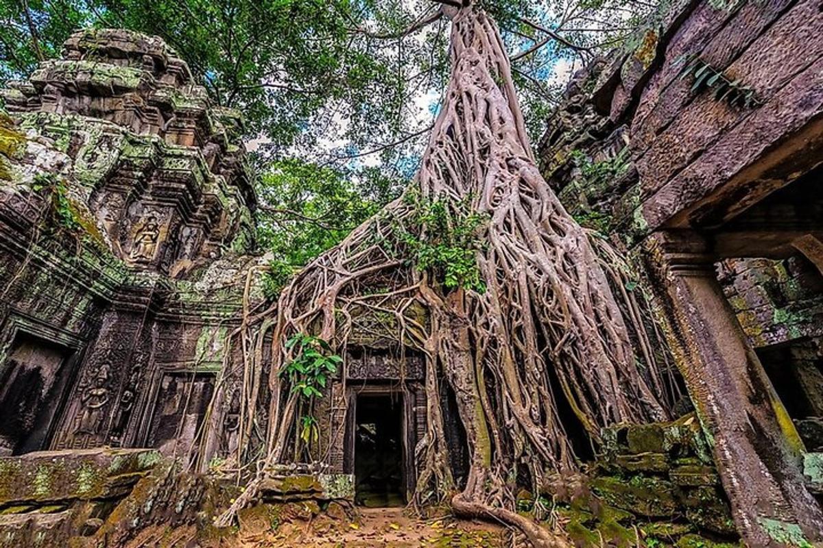 Un edificio con raíces de árboles creciendo de él.