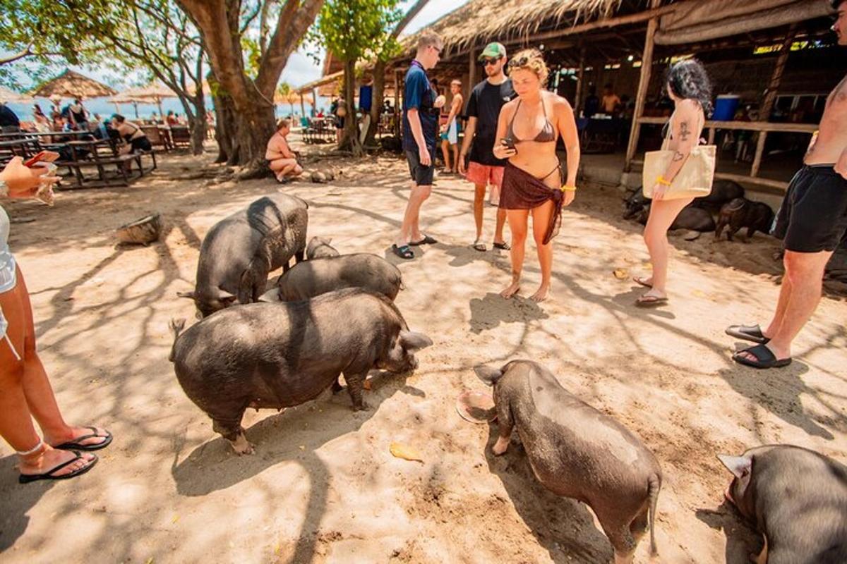um grupo de pessoas em pé ao redor de porcos na terra
