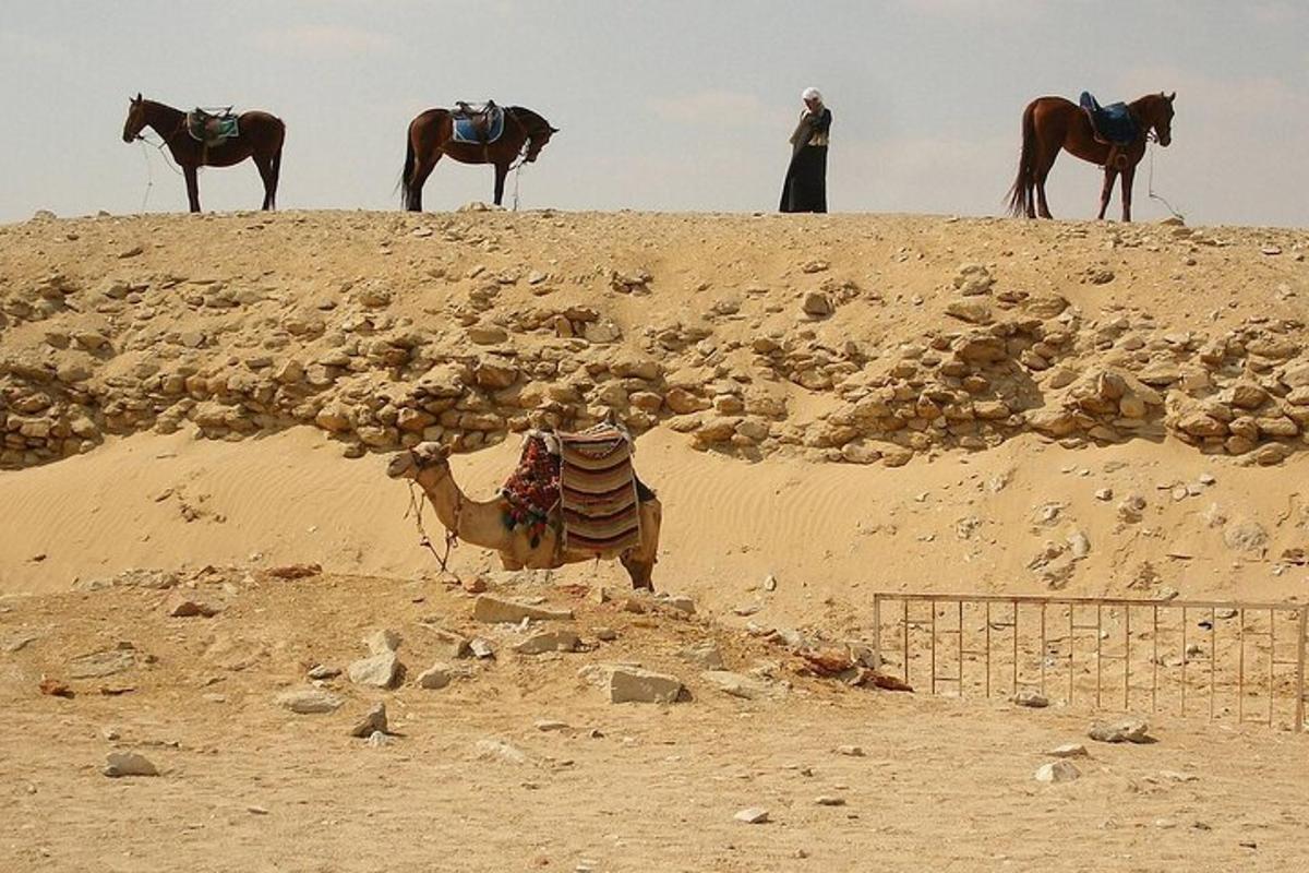 un home en un camell al desert amb tres cavalls