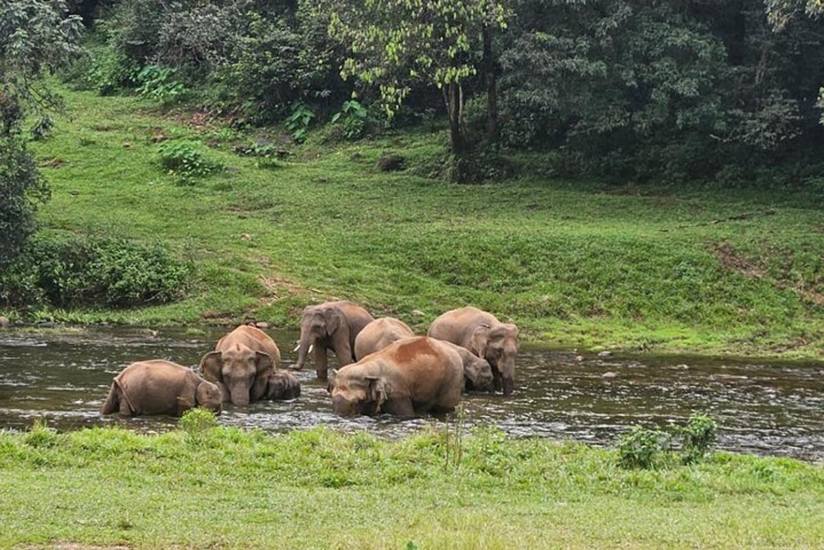 a herd of elephants standing in a river