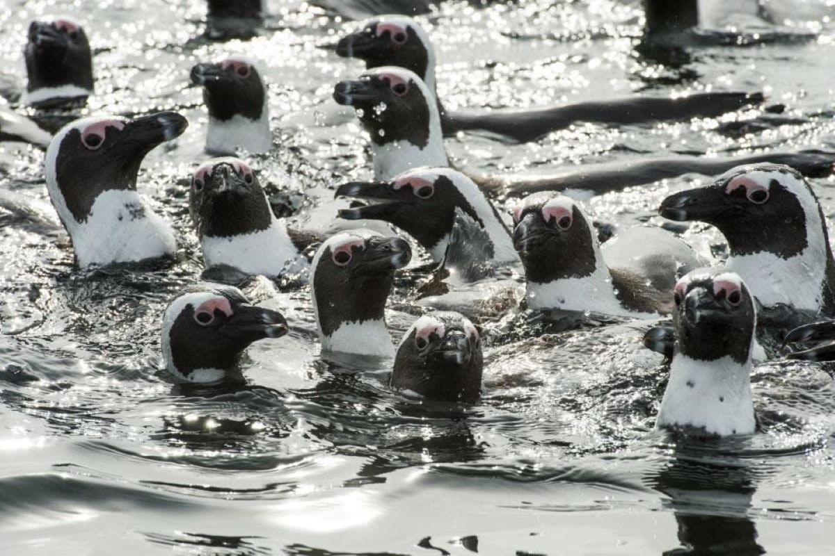 skupina kachen plavajících ve vodě