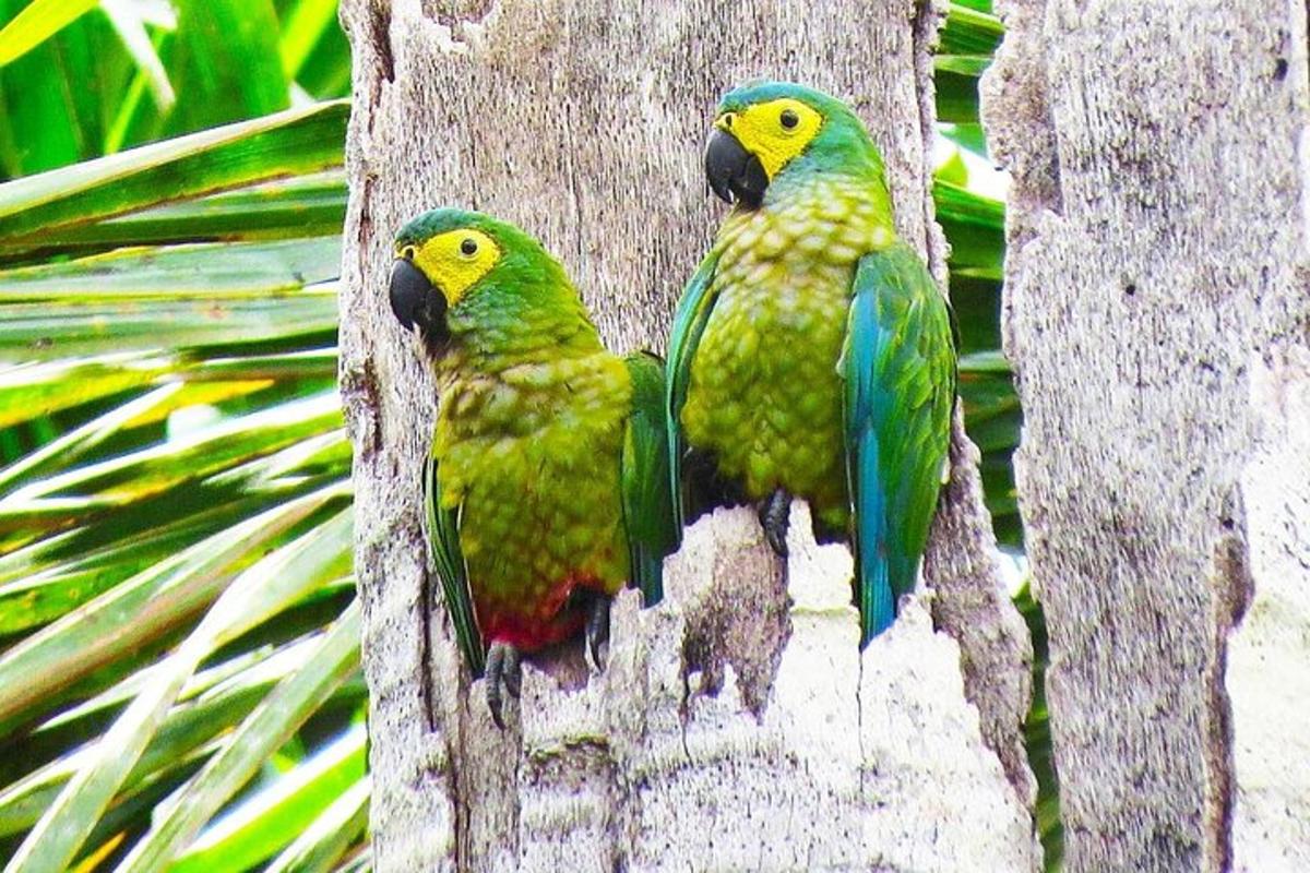 Dos pájaros verdes posados en el costado de un árbol