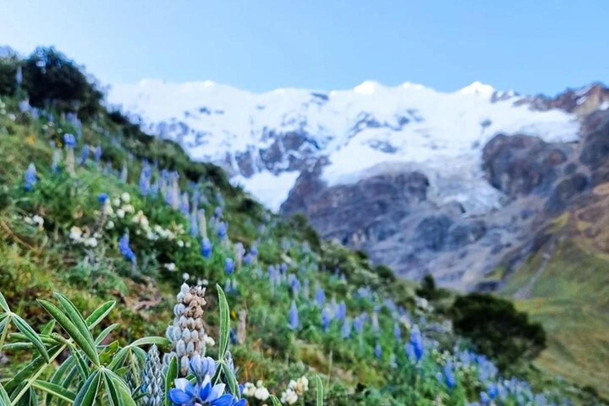 ein Strauß blauer Blumen an einem Berghang