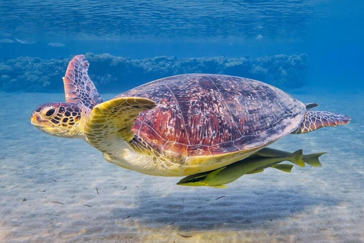 水中を泳ぐアオウミガメ