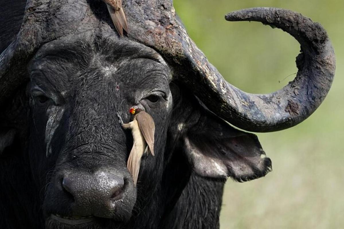 a close up of a black bull with horns