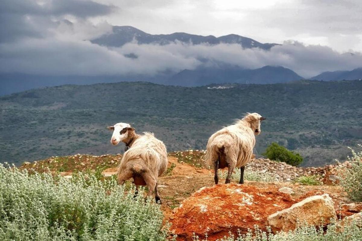 due pecore in piedi sulla cima di una montagna